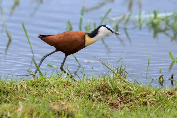 African jacana plod along on water plants chasing small insects — Stock Photo, Image