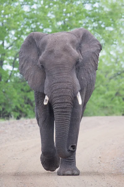 Arrabbiato e pericoloso elefante toro carica lungo strada sterrata — Foto Stock