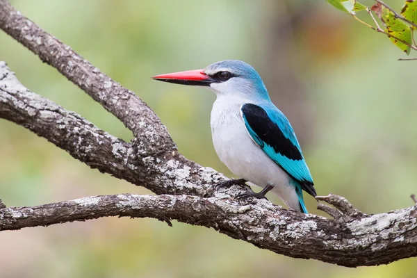 Woodland kingfisher poleiro com penas azuis brilhantes no ramo — Fotografia de Stock