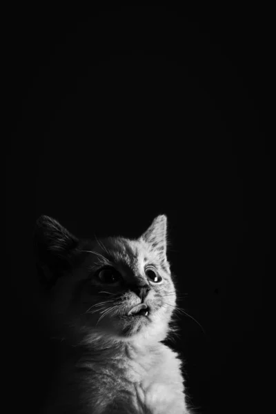 一只蓝眼睛的漂亮条纹灰色小猫的画像 背景为黑色 空间为空白 — 图库照片