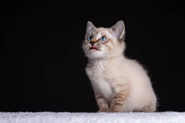 美丽的条纹灰色小猫的肖像 蓝眼睛 黑色背景向上看 — 图库照片