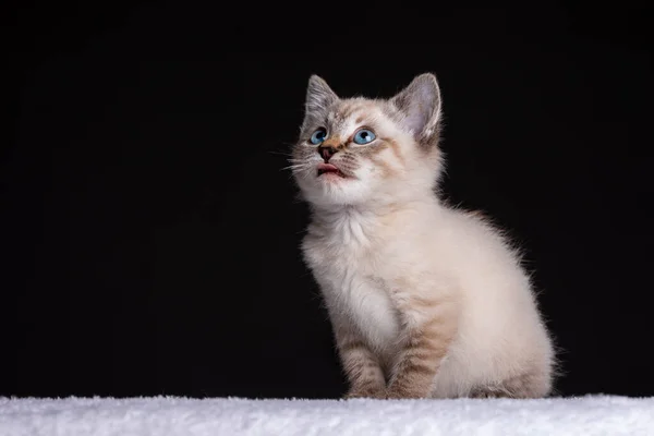 Retrato Hermoso Gatito Gris Rayado Con Ojos Azules Sobre Fondo — Foto de Stock