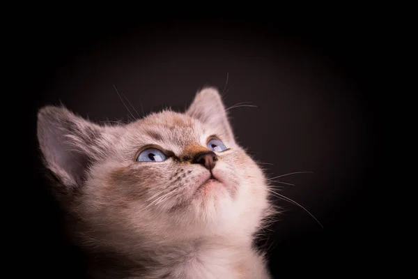 Güzel Çizgili Gri Bir Kedi Yavrusunun Portresi Mavi Gözlü Siyah — Stok fotoğraf