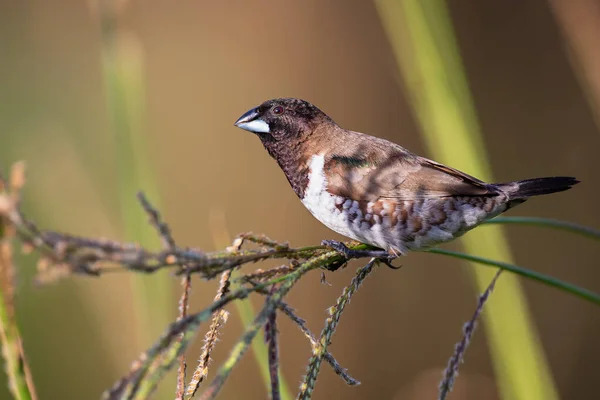 Bronze Männchen Vogel Sitzt Grashalmen Frische Samen Essen — Stockfoto