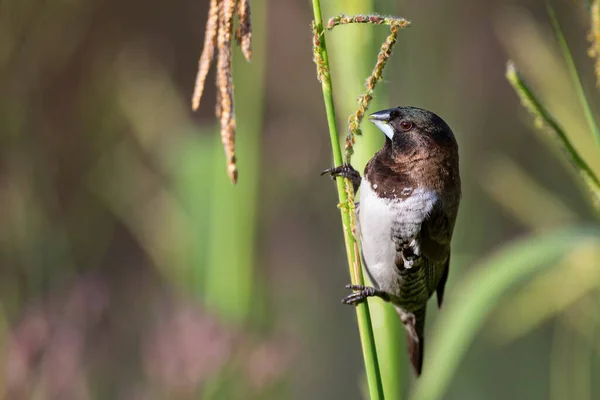 Bronze Mannikin Pássaro Sentado Hastes Grama Para Comer Algumas Sementes — Fotografia de Stock