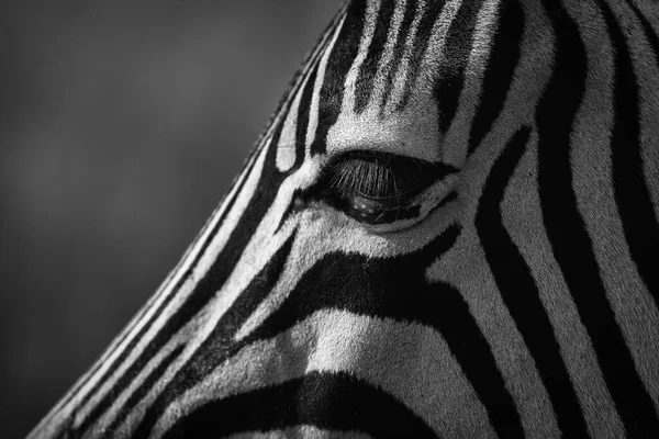 Zebra Olhando Para Abismo Enquanto Pastava Savana — Fotografia de Stock