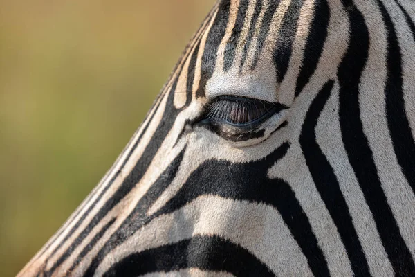 Zebra Stirrar Ner Avgrunden Medan Han Betar Savann — Stockfoto