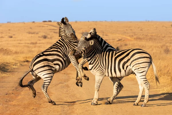 两只斑马在草原上解决了彼此的分歧 — 图库照片