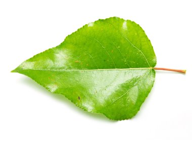 yeşil yaprak üzerinde beyaz kavak