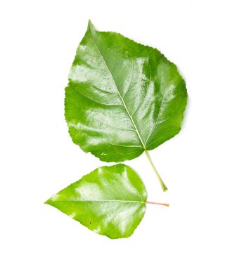 yeşil yaprak üzerinde beyaz kavak