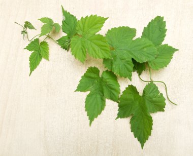 beyaz zemin üzerine yeşil yaprak