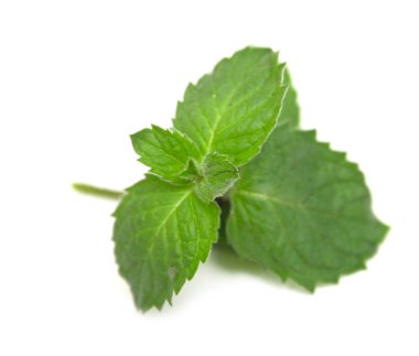 beyaz zemin üzerine nane izole