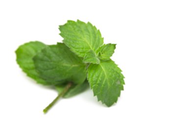 beyaz zemin üzerine nane izole