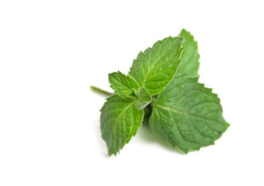 beyaz zemin üzerine nane izole