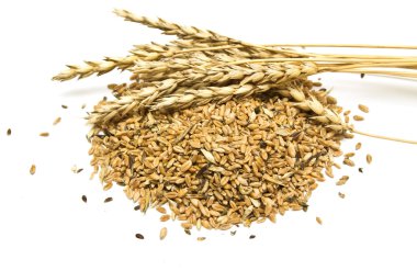 beyaz zemin üzerinde buğday taneleri