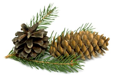 Külahlı ladin dalı