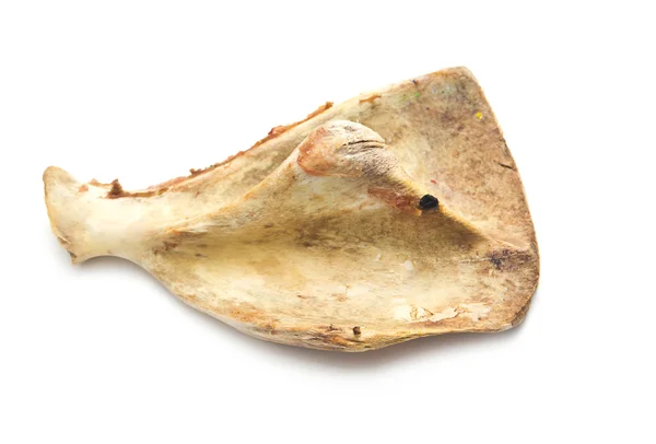 Kość łopatkowa — Zdjęcie stockowe