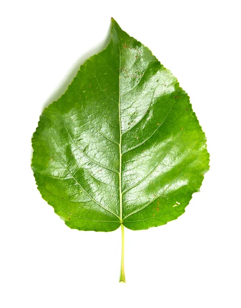 Zelený list na topol bílý — Stock fotografie