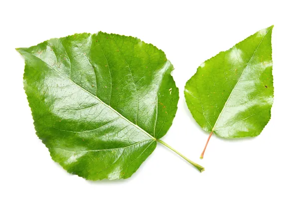 Hoja verde sobre álamo blanco — Foto de Stock