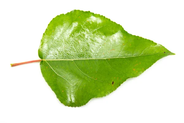 Зелений лист на білому тополі — стокове фото