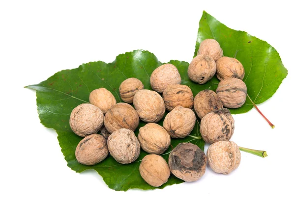 Walnuts on a white background — Stock Photo, Image