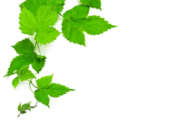 Folhas de uva verde sobre um fundo branco — Fotografia de Stock