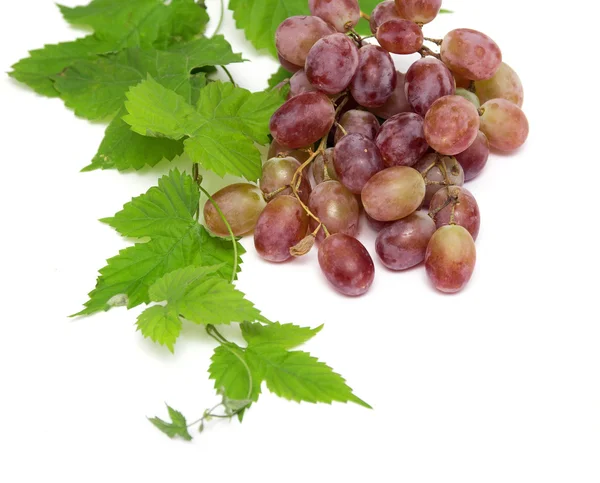 Grapes with green leaves on a white background — Stock Photo, Image