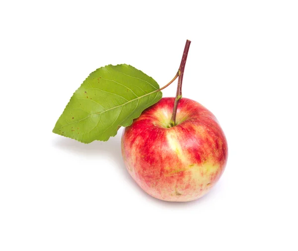 Manzana roja sobre un fondo blanco —  Fotos de Stock