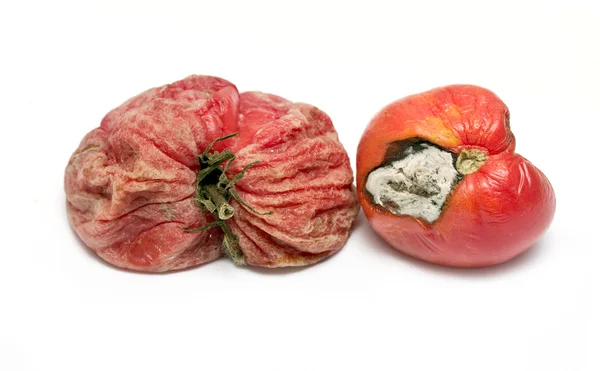 Rotte tomaten — Stockfoto