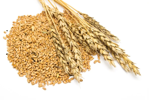 Zrna pšenice na bílém pozadí — Stock fotografie