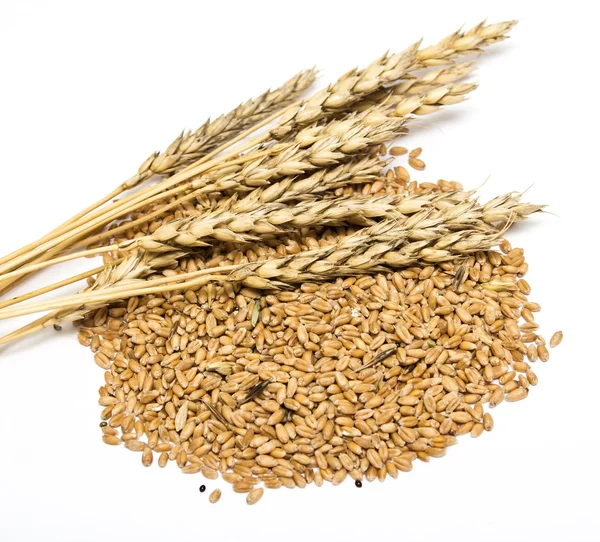 Granos de trigo sobre un fondo blanco —  Fotos de Stock