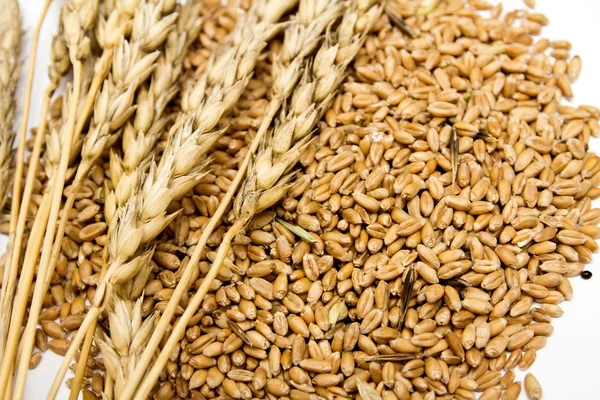 Зерна пшеницы на белом фоне — стоковое фото