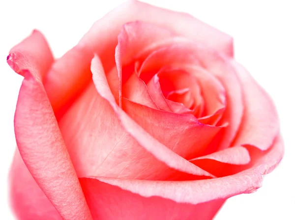 Uma rosa — Fotografia de Stock