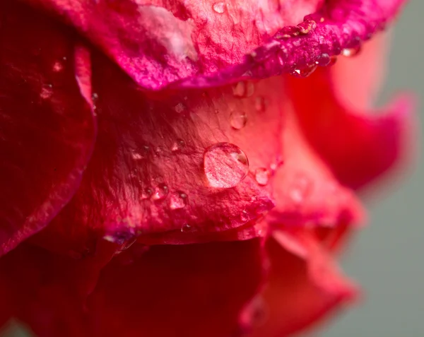 Płatek róży — Zdjęcie stockowe