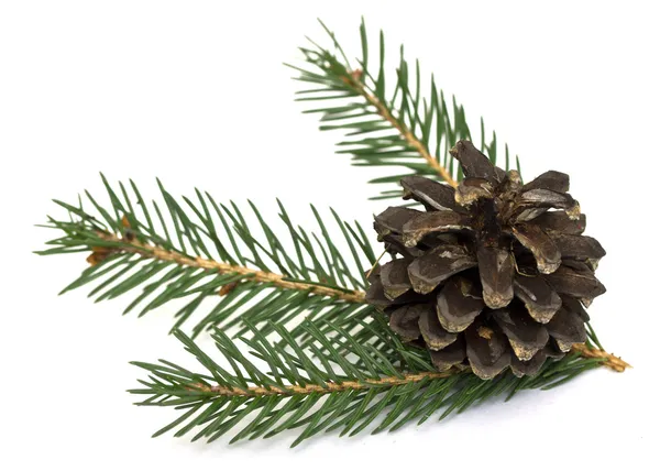 Spruce branch with cones — Stock Image Spruce branch with cones Royalty Free Stock Photos