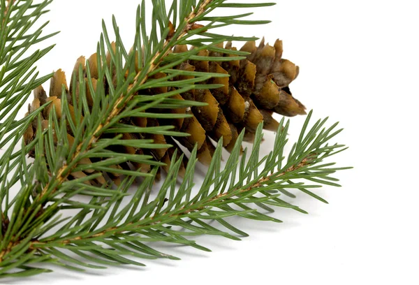 Spruce branch with cones Royalty Free Stock Images