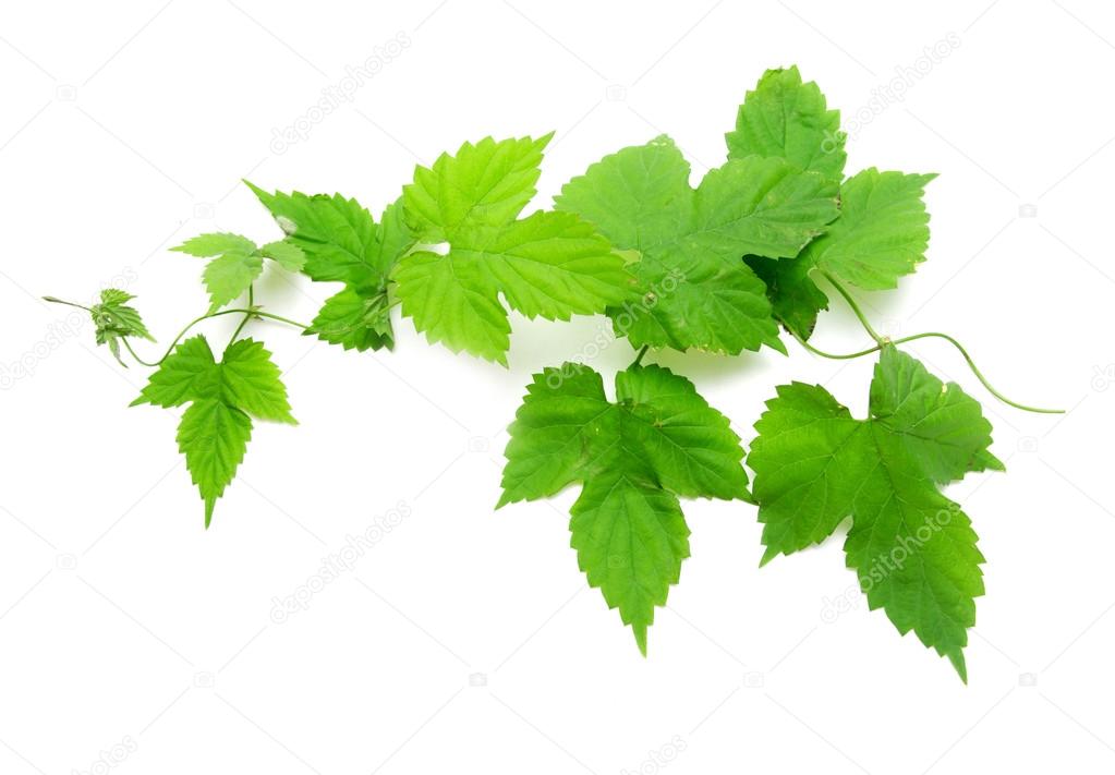 green grape leaves on a white background