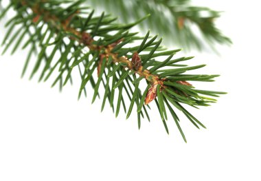 Beyaz arkaplanda yeşil kireç