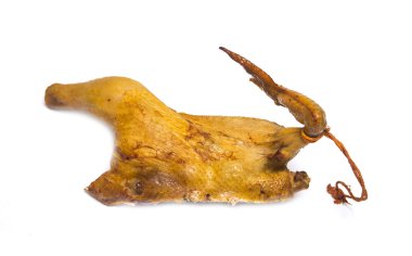 Fotoğraf.