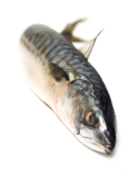 Makrela ryby — Zdjęcie stockowe