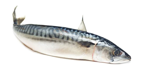 Makrelenfisch — Stockfoto