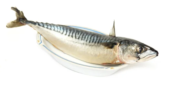 Makrill fisk — Stockfoto