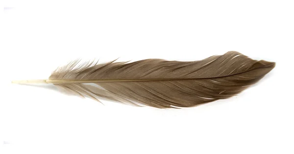 Brown Feathers As A Background Stock Photo, Picture and Royalty Free Image.  Image 33791617.