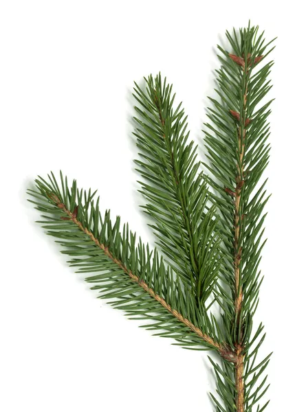 Spruce branch on a white background — Stock Image Spruce branch on a white background Stock Photo