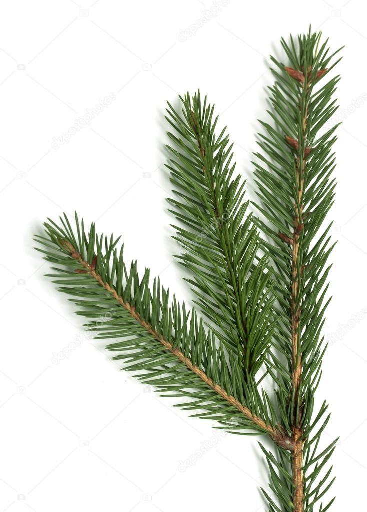 Spruce branch on a white background