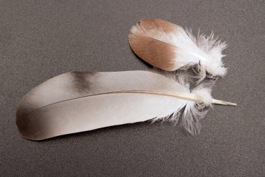 Kuş tüyü.