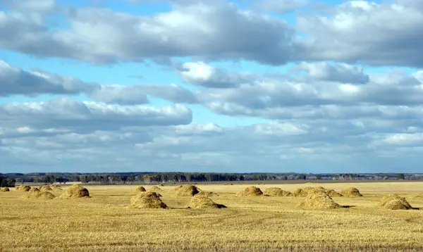 Campo de trigo contra el cielo — Foto de Stock
