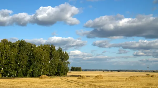 Champ de blé contre le ciel — Photo