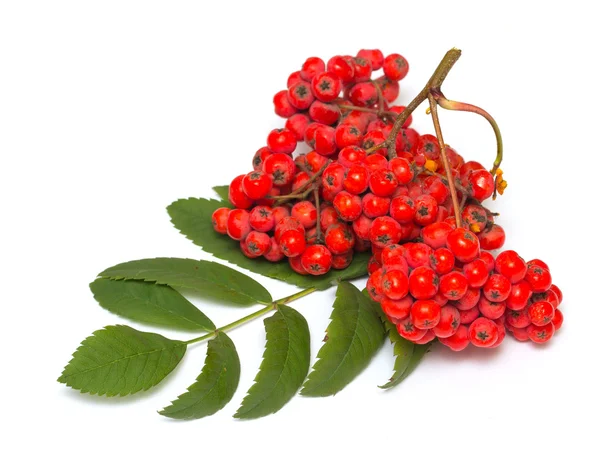 Rowan branch on a white background — Stock Photo, Image