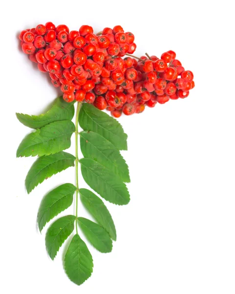 Rowan branch on a white background — Stock Photo, Image